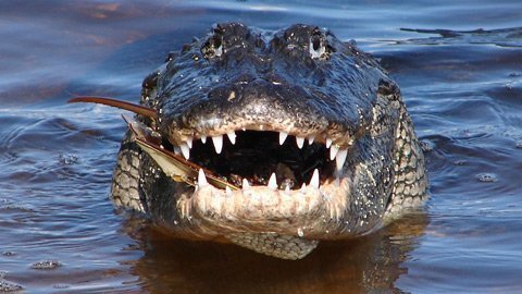 Hàm cá sấu “nhạy cảm” đến đâu?