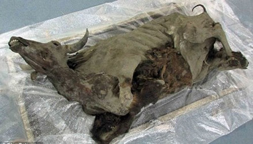 Khám nghiệm xác ướp nguyên vẹn của bò rừng kỷ Băng Hà