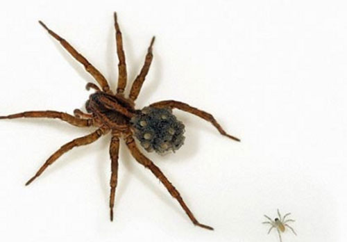 Cận cảnh cơ chế tự vệ dị thường nhất tự nhiên