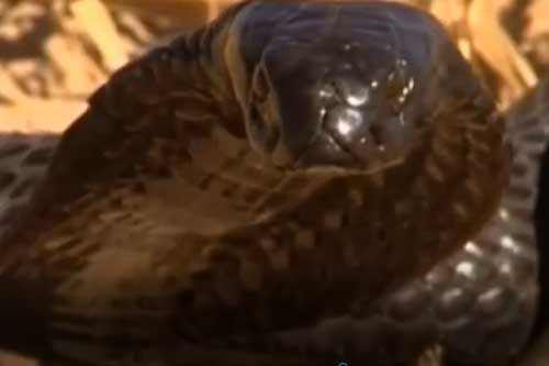 Clip: Rắn hổ mang Ai Cập đụng độ nhím gai: Kẻ có nọc độc phải tháo chạy vì "con mồi" bé nhỏ