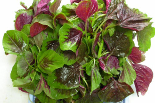 5 loại rau nhiều canxi bà bầu cần ăn ngay hôm nay