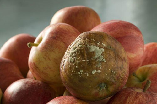 2 loại trái cây "cực độc" hại gan vô cùng: Tuyệt đối tránh