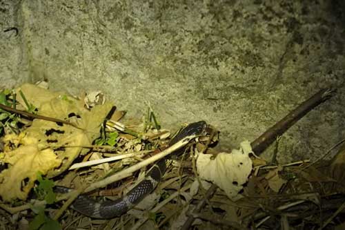 Clip: Rắn san hô cực độc lại bỏ mạng trong đêm vì gặp phải 'hung thần' cạp nia