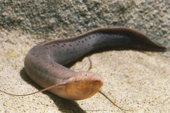 Những loài cá, ếch kỳ lạ có thể sống mà không cần nước