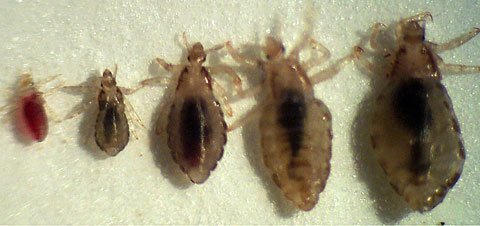 ADN chấy rận hé lộ cuộc di trú của loài... người