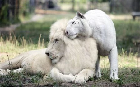 Chiêm ngưỡng lứa con lai cực hiếm giữa hổ và sư tử