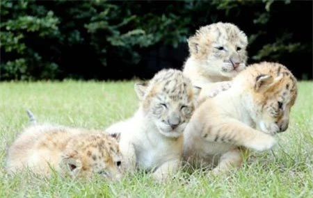 Chiêm ngưỡng lứa con lai cực hiếm giữa hổ và sư tử