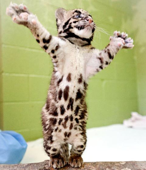 Ảnh động vật: Nai sừng lè lưỡi tinh nghịch, báo con đứng 2 chân 'làm xiếc'