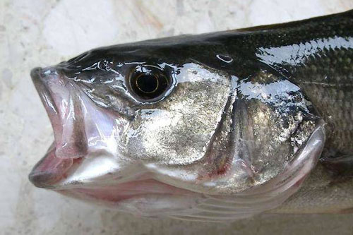 Ăn cá rất tốt cho sức khỏe nhưng có 3 loại cá ăn nhiều dễ hỏng não, tàn phá gan, thận