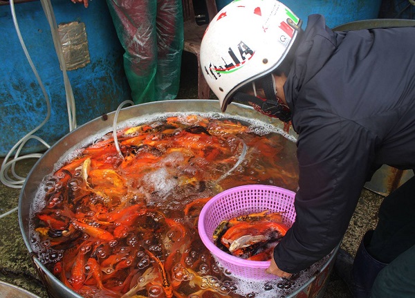 Cá chép đỏ tăng giá chóng mặt, dân ngậm ngùi cúng Ông Táo bằng cá chép đen