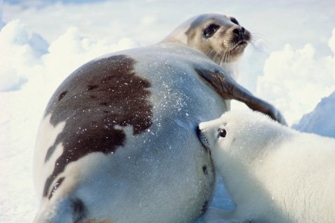 Hải cẩu có thể tuyệt chủng vì biến đổi khí hậu
