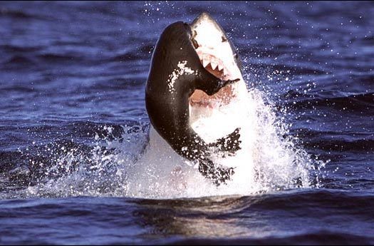 Sự trả thù ghê rợn của hải cẩu với cá mập