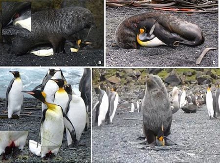 Bắt quả tang hải cẩu cưỡng bức chim cánh cụt