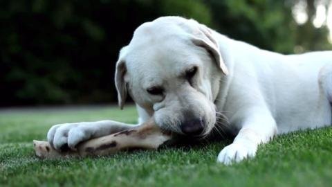 Vì sao chó thích… gặm xương?