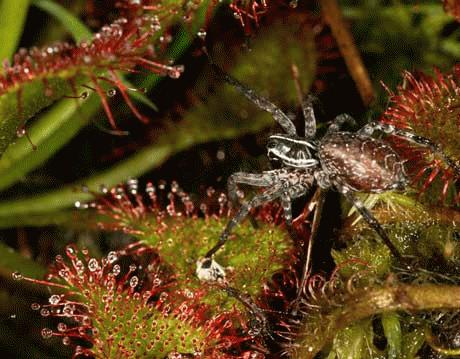 Nh&#x1EC7;n s&#xF3;i c&#x1EA1;nh tranh th&#x1EE9;c &#x103;n v&#x1EDB;i c&#xE2;y &#x103;n th&#x1ECB;t