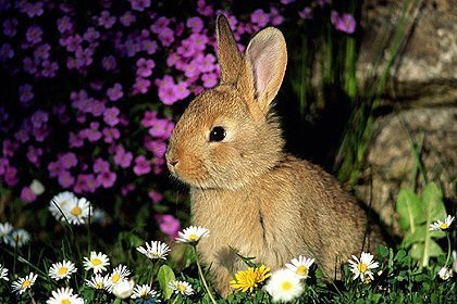 Thỏ khiến người Neanderthal tuyệt chủng?