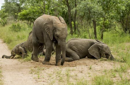 Cảnh tượng lạ: Voi chếnh choáng như người say