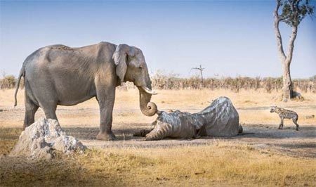 Voi vĩnh biệt bạn quá cố 