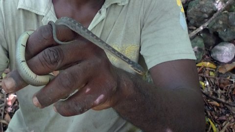 Tìm hiểu về loài rắn hiếm nhất thế giới