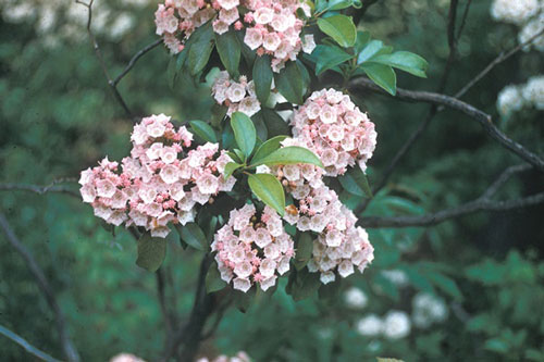 Loài hoa đẹp lộng lẫy nhưng lại có thể gây ra cái chết đau đớn