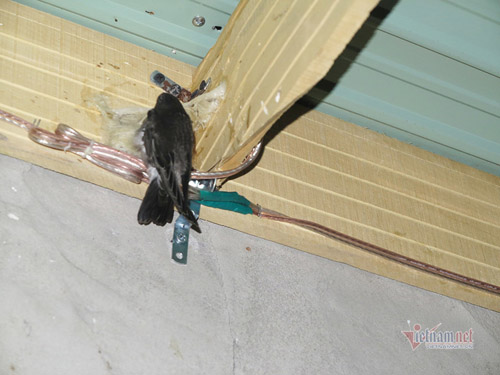 Hưởng lộc trời từ 6 con yến, ngôi làng ở Bình Dương bỏ tiền tỷ xây nhà dụ chim về ở