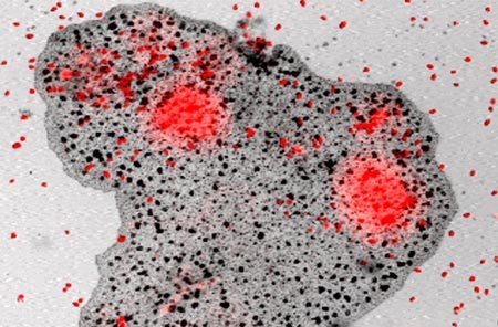 Cách tiêu hóa dị thường của sinh vật không có nội tạng