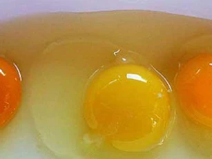 Đập trứng gà ra bát thấy lòng đỏ màu đậm và nhạt khác nhau: Ăn loại nào tốt hơn?