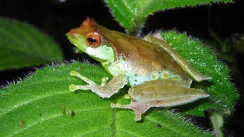 Loài ếch có tiếng kêu như chim hót ở Việt Nam