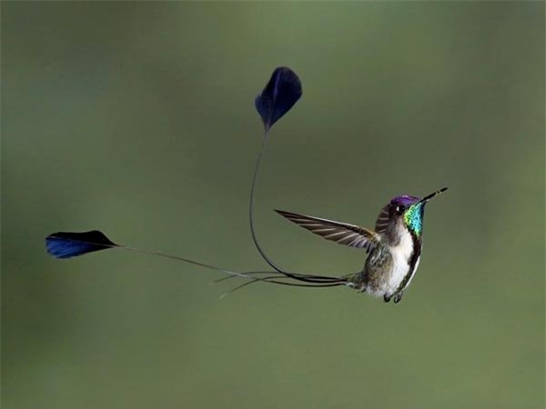 Ảnh tuyệt đẹp về các loài chim