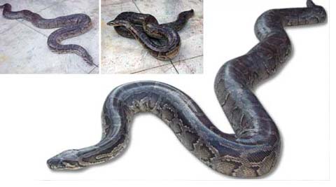 Ảnh ấn tượng bên trong dạ dày của trăn