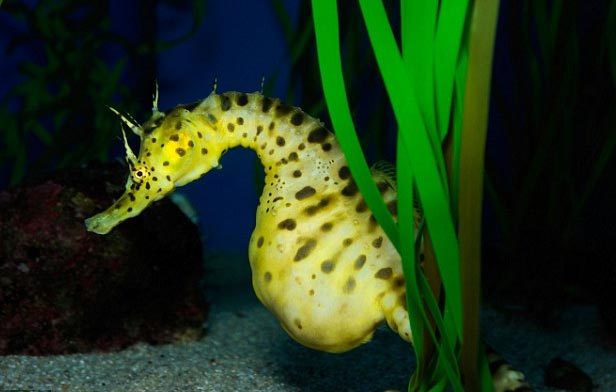 Chuyện "các ông bố mang bầu" kỳ dị ở loài cá ngựa