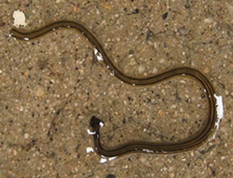 Chìa khóa bất tử con người nằm ở loài giun?