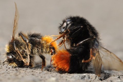 Đàn ong sẵn sàng đàn áp đối thủ một cách quyết liệt