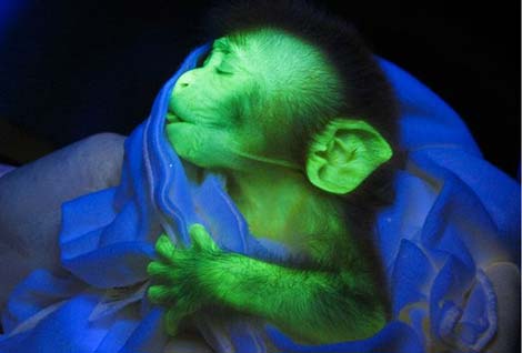 Chuyện lạ: Chó, mèo phát sáng