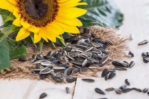 Ăn hạt hướng dương dễ bị ho, khàn giọng: Biết nguyên nhân thật sự bạn có dám ăn tiếp không?