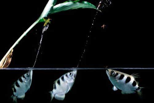 Clip: Cận cảnh 'cung thủ' dưới nước săn mồi cực đỉnh