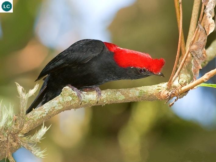 Những màn khiêu vũ ngoạn mục nhất trong thế giới động vật