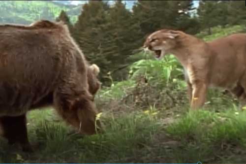 Clip: Báo sư tử đối đầu với gấu xám nặng gấp 10 lần và kết cục bất ngờ!