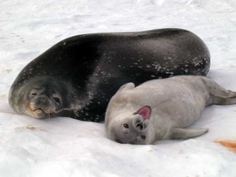 Vì sao hải cẩu ngủ được bằng nửa bộ não?