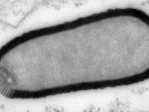 Hồi sinh virus khổng lồ 30.000 năm tuổi