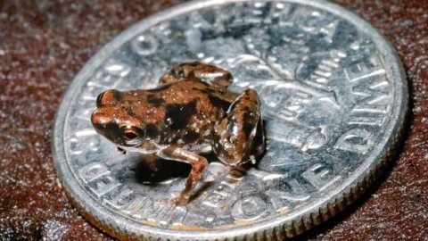 Loài ếch bé bằng con ruồi khiến các nhà khoa học kinh ngạc