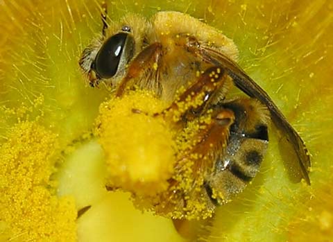 Những loài côn trùng được "sủng ái" nhất hành tinh