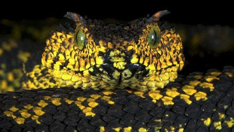 Khám phá loài rắn mọc sừng