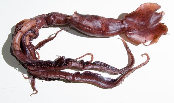 Phát hiện loài mực đỏ phát quang siêu kì dị