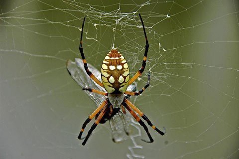 Phát hiện bất ngờ: Nhện dùng hoá chất diệt kiến