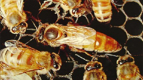 Sống 'buông thả' để tránh tuyệt chủng?