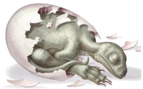 Phôi khủng long tương đồng với phôi thai người