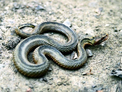 Rắn có thể nghe con người trò chuyện