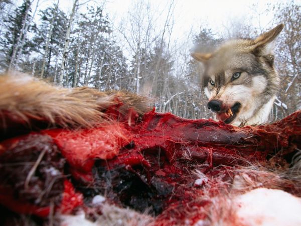 Những ánh mắt "sắc lẹm" của động vật