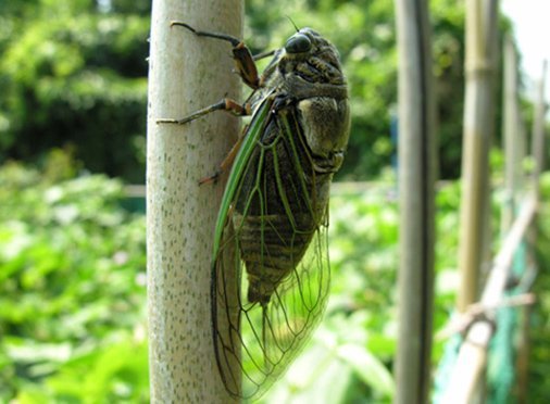 Ve sầu điều chỉnh số lượng các loài chim